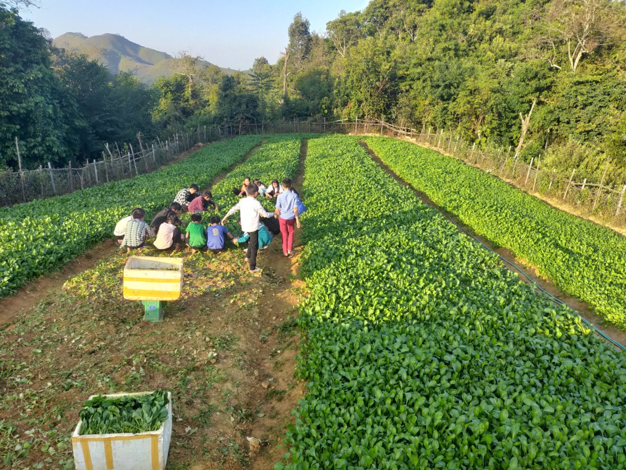 Học sinh tham gia thu hoạch rau cung cấp cho nhà trường
